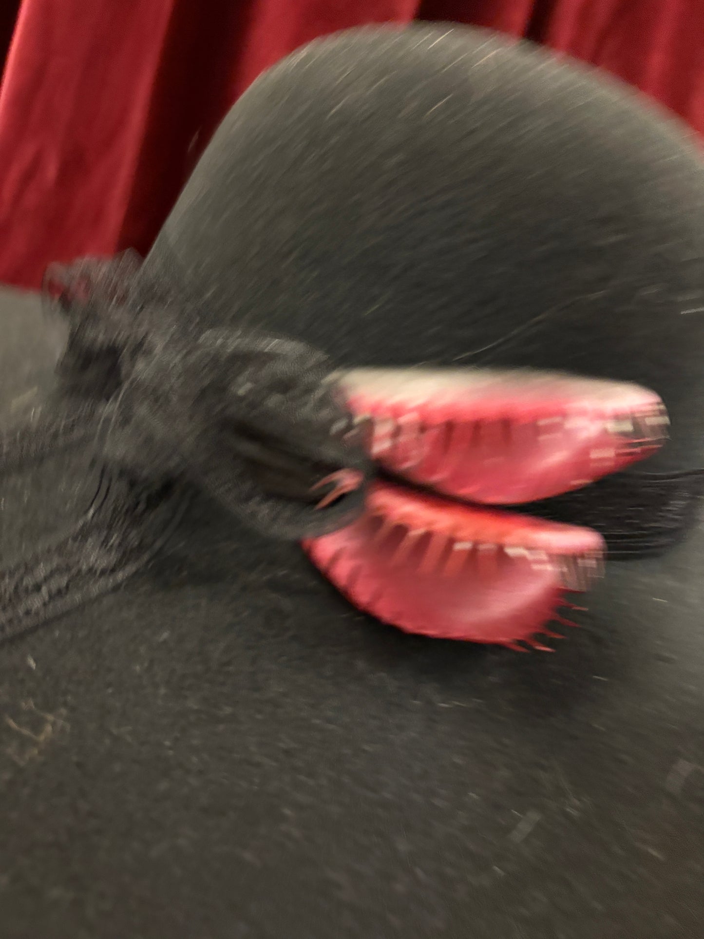 π₯ VENUS MAN-TRAP HAT - UNLUCKY 13 COLLECTION: 62 of 63